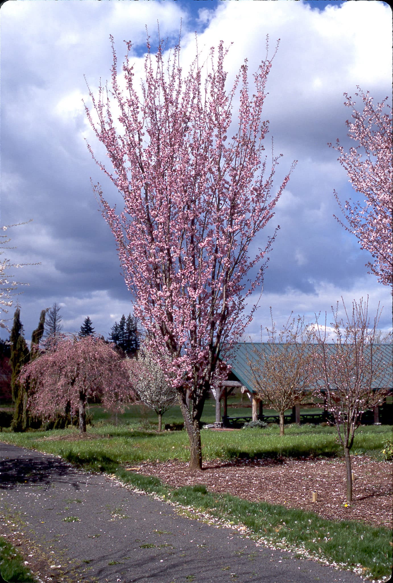 Retail Center Products Pikes Peak Nurseries