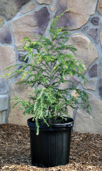 Peak-Liner_can-hemlock