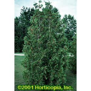 American Arborvitae