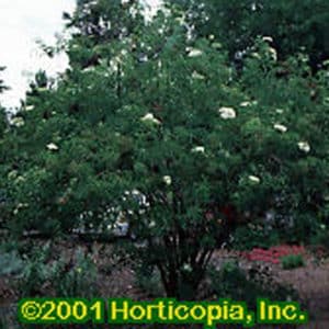 American Elderberry