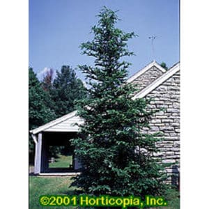 Balsam Fir