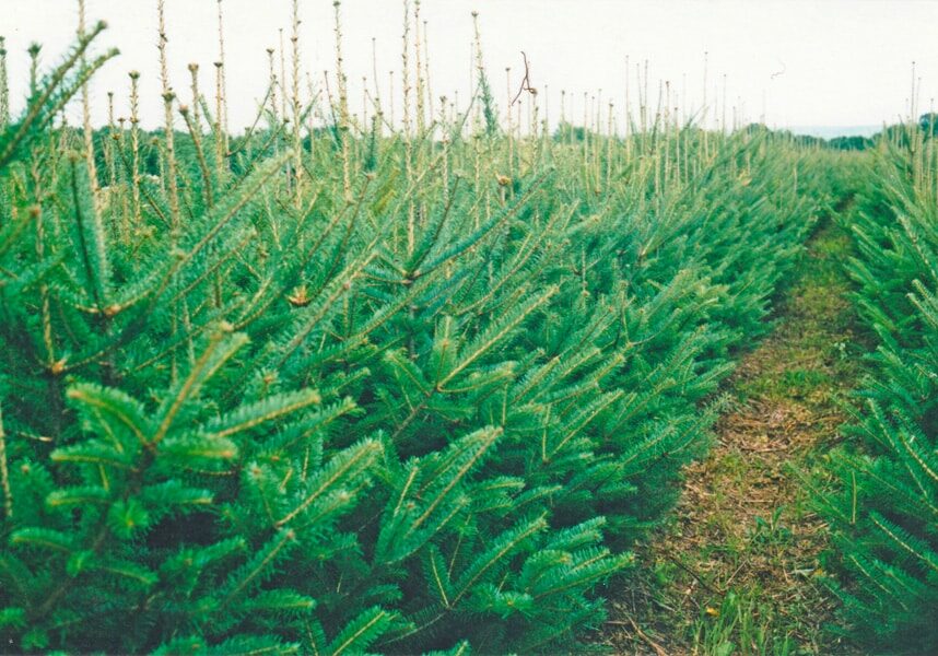 pikes peak evergreen trees