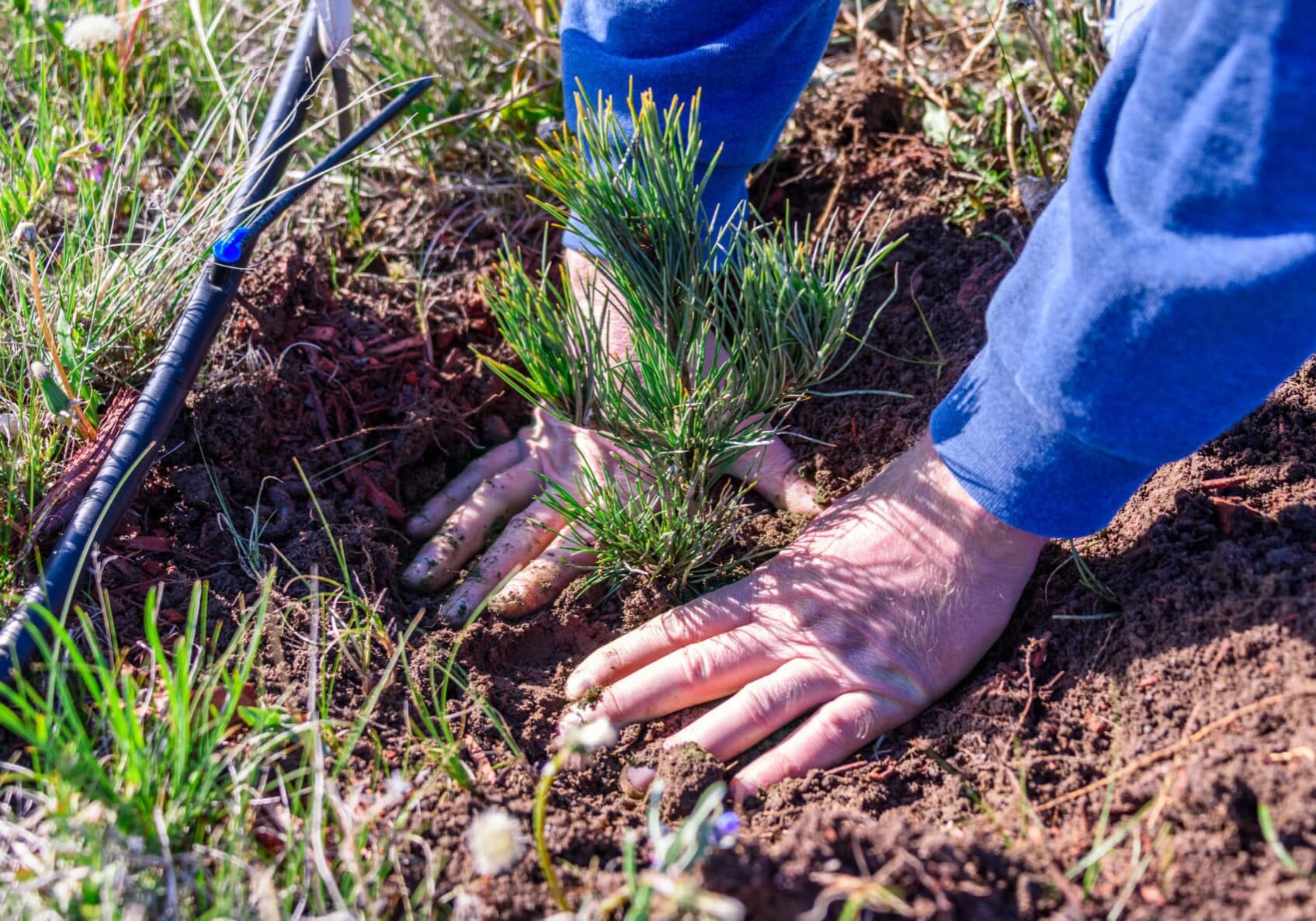 Pikes Peak Care and Planting