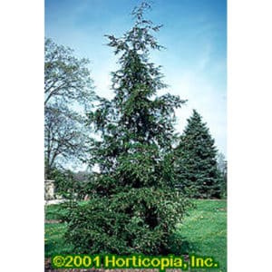 Canadian Hemlock