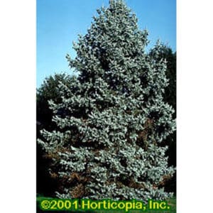 Colorado Blue Spruce