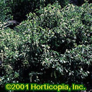 Common Chokecherry