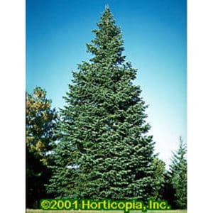 Concolor Fir