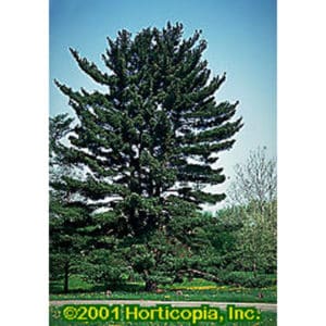 Eastern White Pine