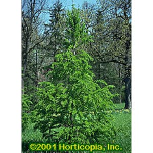 European Larch