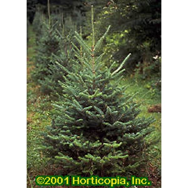 Fraser Fir - Roan Mtn., NC - Seedlings - Pikes Peak Nurseries