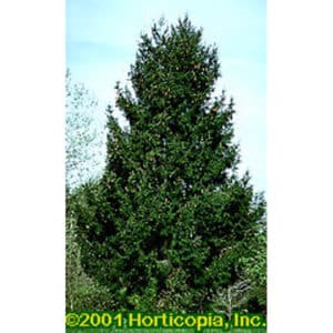 Norway Spruce