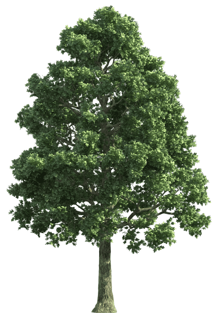 oak-tree oak tree
