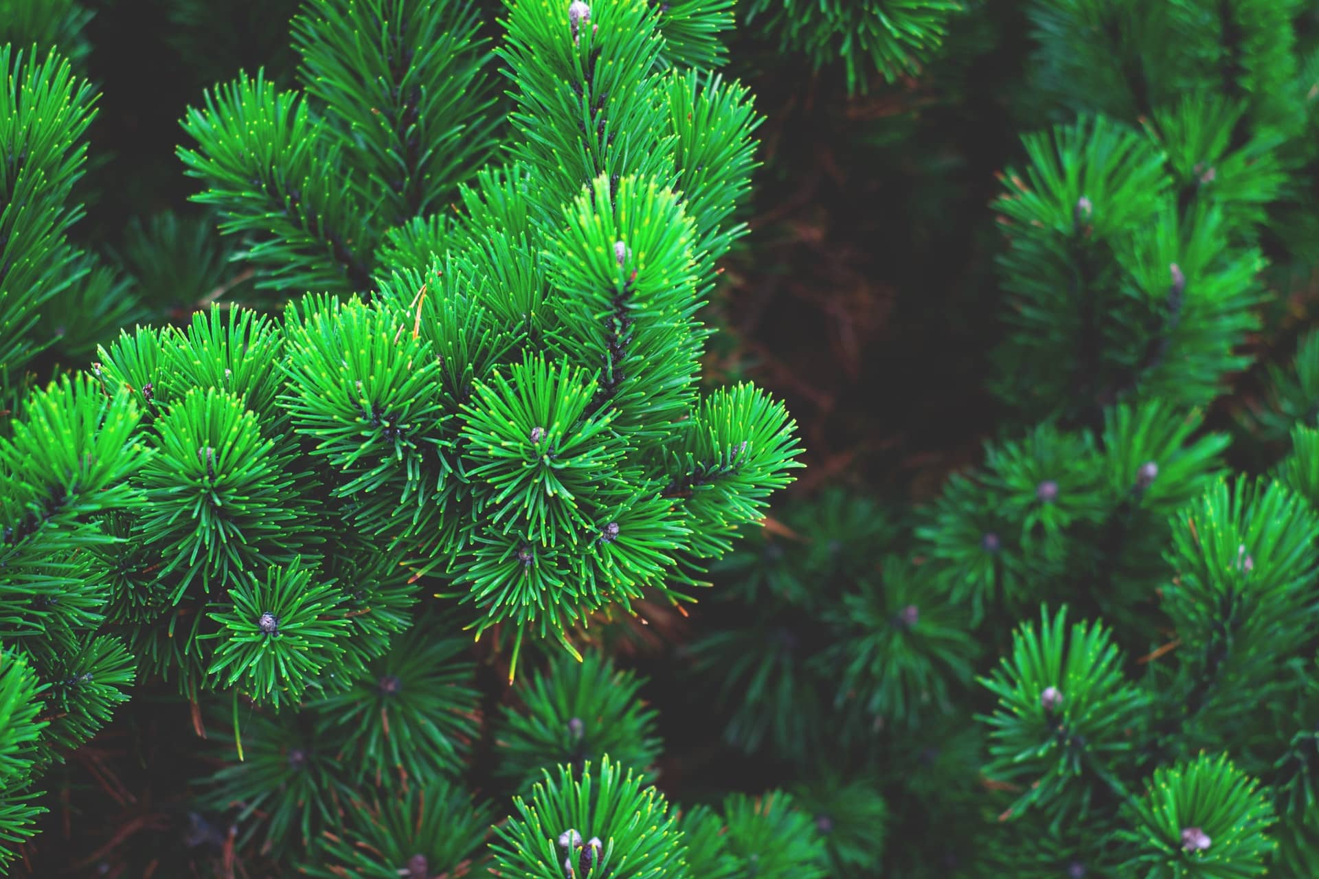 pine-tree-photo-243945