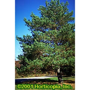 Scotch Pine