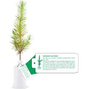 Balsam Fir Nova Scotia