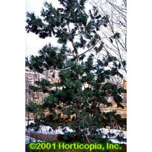 Southwestern White Pine