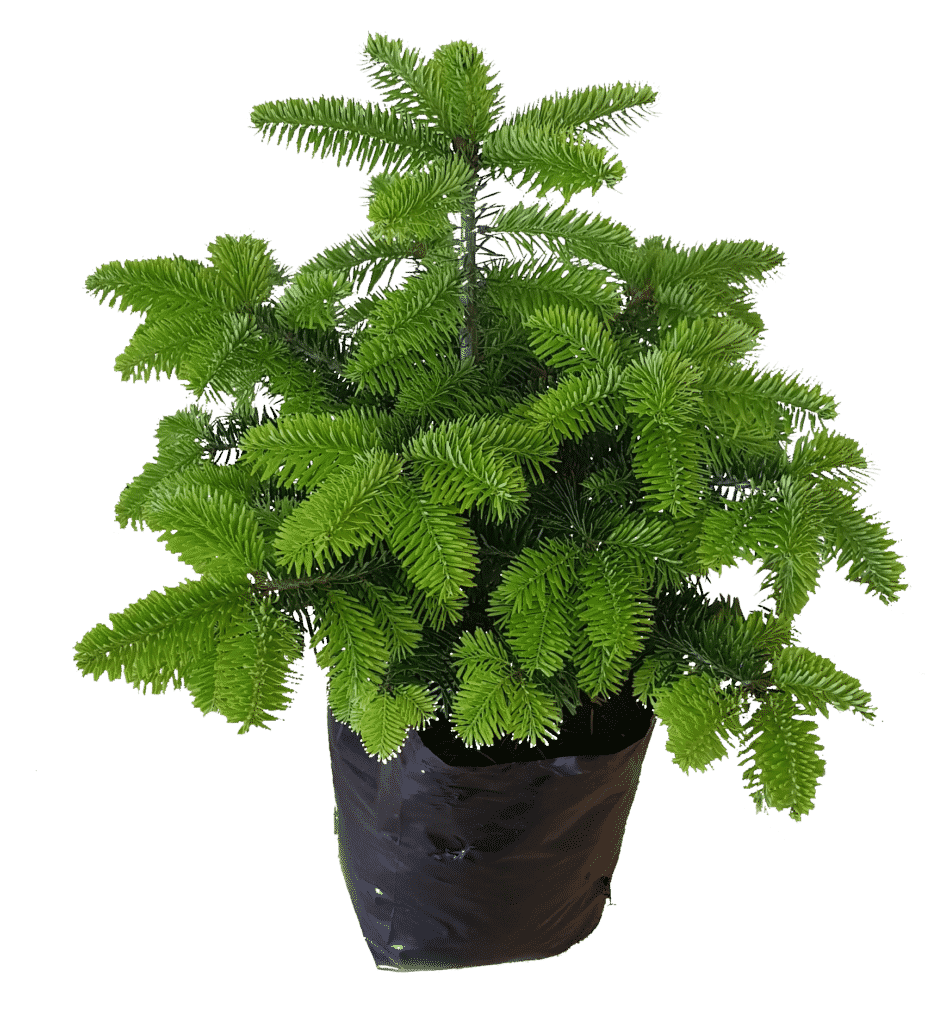 potted spruce tree plant