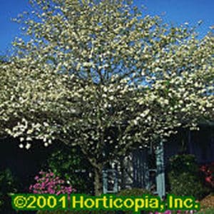 White Flowering Dogwood