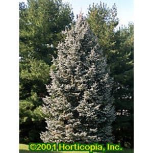 White Spruce